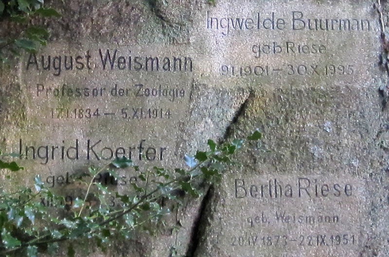 Detail of August Weismann’s tombstone, Freiburg (Wikimedia commons)