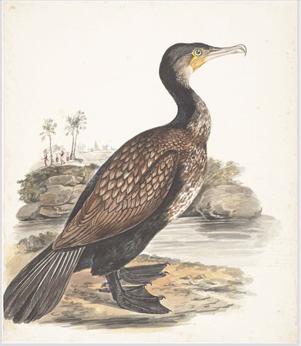 Great cormorant or Indian shag, by Elizabeth Gwillim, watercolor, 1801-07, McGill Library Special Collections (archivalcollections.library.mcgill.ca)