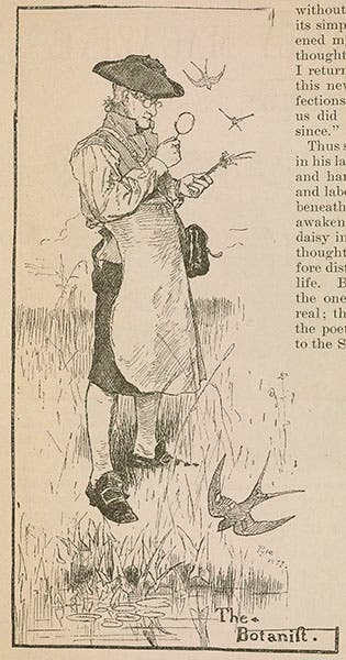 Sketch of John Bartram, by Howard Pyle, wood engraving, Harper’s New Monthly Magazine, Feb. 1880, Smithsonian Institution Libraries (library.si.edu)