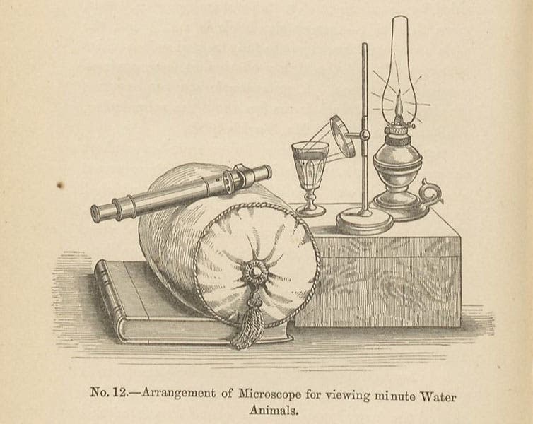 Set-up for viewing aquatic animals, text wood engraving, Mary Ward, The Microscope, 3rd ed., 1869 (Linda Hall Library)