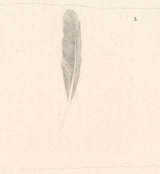 Detail of the feather of <i>Archaeopteryx lithographica</i>, discovered by Hermann von Meyer and published in 1861, detail of seventh image (Linda Hall Library)