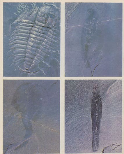 Four organisms from the Burgess Shale, fossilized about 508 million years ago, including, from top left: <i>Oleinodes</i>, a trilobite, with its soft parts preserved; <i>Waptia</i>, an arthropod; <i>Opabinia</i>, a new kind of animal, and <i>Selkirkia</i>, a worm;  the organisms range from 4-7 cm in length; photographs by Simon Conway Morris, <i>Scientific American</i>, July 1979 issue (Linda Hall Library)