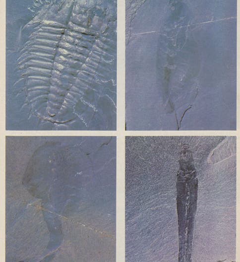 Four organisms from the Burgess Shale, fossilized about 508 million years ago, including, from top left: <i>Oleinodes</i>, a trilobite, with its soft parts preserved; <i>Waptia</i>, an arthropod; <i>Opabinia</i>, a new kind of animal, and <i>Selkirkia</i>, a worm; the organisms range from 4-7 cm in length; photographs by Simon Conway Morris, <i>Scientific American</i>, July 1979 issue (Linda Hall Library)