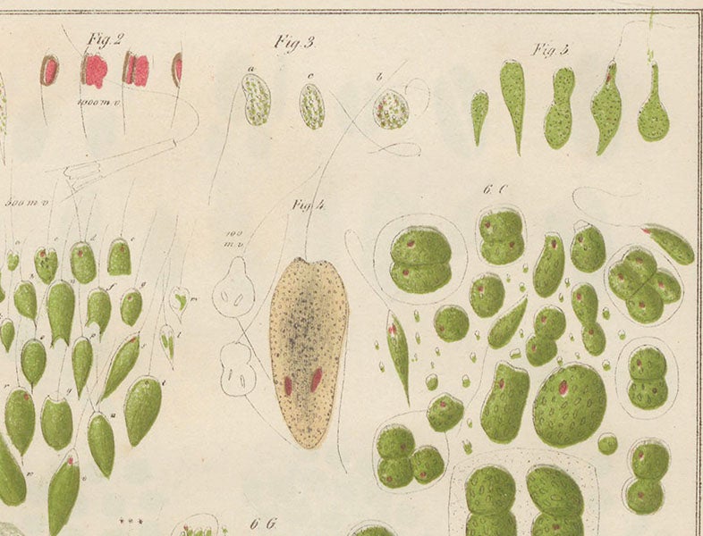 Eutreptia viridis, flagellated green algae (top right), detail from a larger hand-colored engraving, Zur Kenntniss kleinster Lebensformen, by Maximilian Perty, plate 10, 1852 (Linda Hall Library)