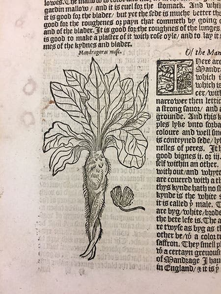 Mandrake, woodcut, from William Turner, Herbal, 1568 (Linda Hall Library, iPhone photo by the author)