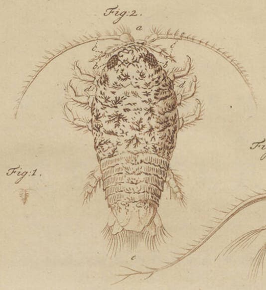 A speckled sea louse, <i>Slabberia agata</i> or <i>Eurydice pulchra</i>, detail of plate 17 (<i>second image</i>) of Martinus Slabber, <i>Natuurkundige verlustigingen</i>, 1778 (Linda Hall Library)