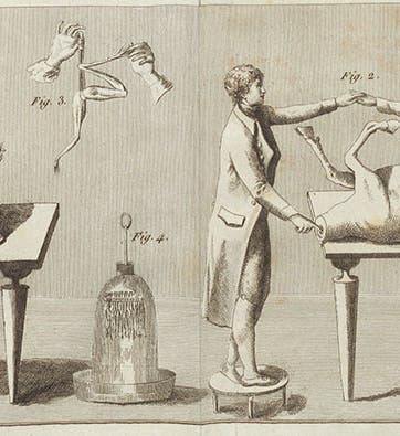 Searching for animal electricity in a dissected ox, detail of an engraving, Essai théorique et expérimental sur le galvanisme, by Giovanni Aldini, plate 1 at end, 1804 (Linda Hall Library)