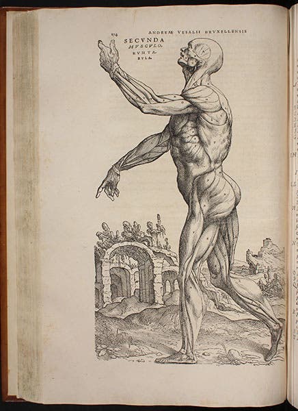 The second “muscle-man” from Andreas Vesalius, De fabrica, 1543, here used to illustrate Pico della Mirandola’s view of human aspiratons (Linda Hall Library)