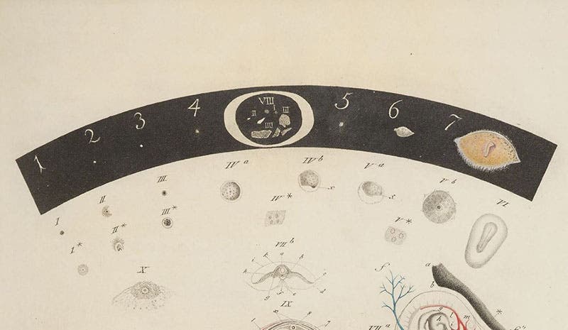 Detail of fourth image; the tiny white dot in the black band with the number “1” is a canine egg right out of the ovary at natural size; hand-colored engraving based on drawings by Karl von Baer, De ovi mammalium et hominis genesi epistolam, by Karl Ernst von Baer, 1827 (Linda Hall Library)