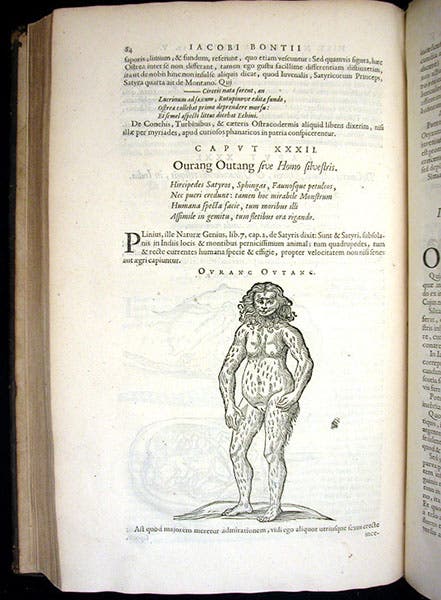 “Ourang Outang”, woodcut in Willem Piso, De Indiae utriusque, 1658 (Linda Hall Library)
