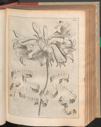 <i>Narcissus indicus</i>, the Belladonna lily, engraving, in Giovanni Battista Ferrari, <i>De florum cultura</i>, 1633 (Linda Hall Library)