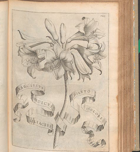 <i>Narcissus indicus</i>, the Belladonna lily, engraving, in Giovanni Battista Ferrari, <i>De florum cultura</i>, 1633 (Linda Hall Library)