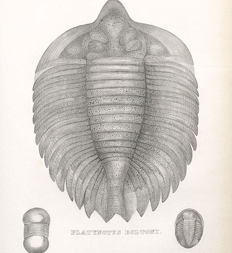 Arctinurus boltoni, a Silurian trilobite, lithograph in The Geology of New York, Pt. IV:  Survey of the Fourth Geological District, by James Hall, 1843 (Linda Hall Library)