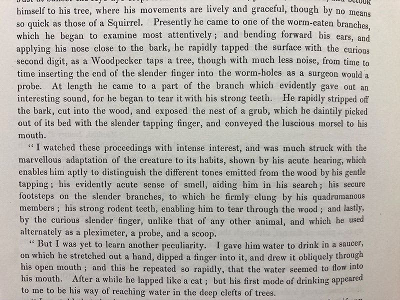 Second page of Humphry Sandwith’s letter to Richard Owen on the habits of the aye-aye, quoted in “On the Aye-aye …,” by Richard Owen, Transactions of the Zoological Society of London, vol. 5, 1866 (Linda Hall Library)