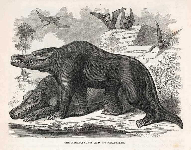 Megalosaurus, wood engraving in Illustrated Natural History of the Animal Kingdom, by Samuel Goodrich, vol. 2, p. 384, 1859 (Linda Hall Library)