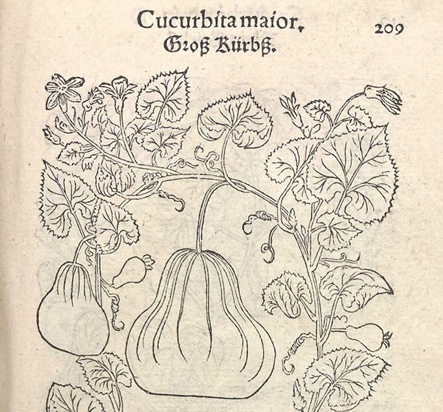 Detail of woodcut of squash plant (Cucurbita maior), showing different stages of flowering and fruiting, Primi de stirpium historia, by Leonhart Fuchs, p. 209, 1545 (Linda Hall Library)