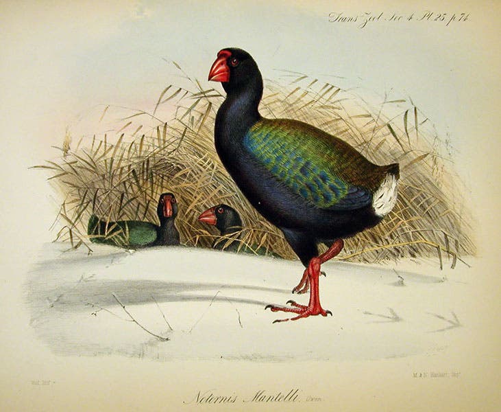 Takahē, a flilghtless bird of New Zealand, hand-colored lithograph by Joseph Wolf, Transactions of the Zoological Society of London, vol. 4, 1862 (Linda Hall Library)