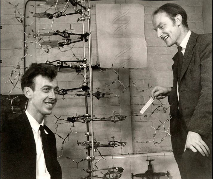 James D. Watson (left) and Francis Crick, posing with their model of DNA structure, photograph by Antony B. Brown, May 21, 1953 (npg.org.uk)