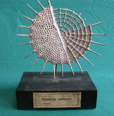 Radiolara model, D'Arcy Thompson Museum, University of Dundee (darcythompson.org)