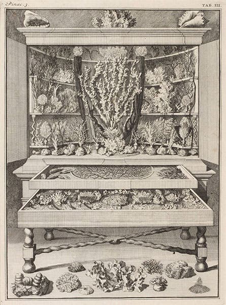 Tableau of corals, engraving of cabinet 3, from Levinus Vincent, Elenchus, 1719 (Linda Hall Library)