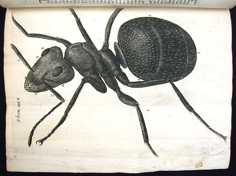 Magnified ant, engraving, NOT by Griendel, but by Robert Hooke and included in his Micrographia, 1665; compare to Griendel’s ant engraving, first image (Linda Hall Library)