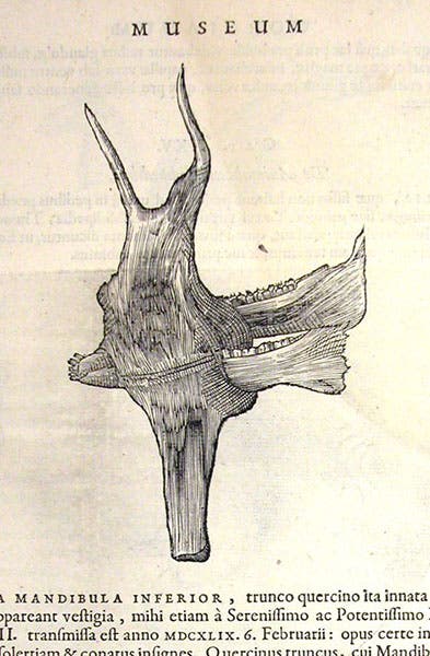 Horse-jaw caught in a small oak tree, woodcut, Museum Wormianum, by Ole Worm, 1655 (Linda Hall Library)