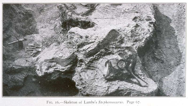 Corythosaurus skeleton in situ, photograph, in C.H. Sternberg, Hunting Dinosaurs in the Bad Lands of the Red Deer River, Alberta, Canada, 1917 (Linda Hall Library)