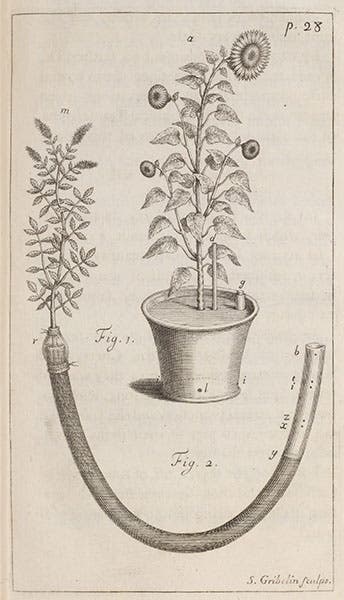 Experiments on spearmint and a sunflower, in Stephen Hales, Vegetable Staticks (1727), Linda Hall Library