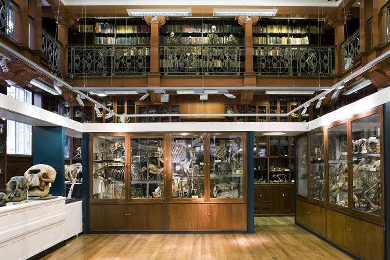 The Grant Museum of Zoology and Comparative Anatomy, in the former Medical School library of University College London, recent interior photograph (ucl.ac.uk)