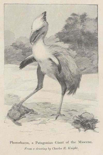 Phororhacos, a giant predatory bird of South America, drawing by Charles Knight, frontispiece to Animals of the Past, by Frederic A. Lucas, 1901 (Linda Hall Library)