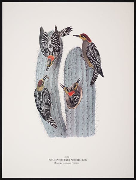The Golden Cheeked Woodpecker, watercolor by Andrew Jackson Grayson, printed by the Arion Press in Birds of the Pacific Slope, 1986 (Linda Hall Library)