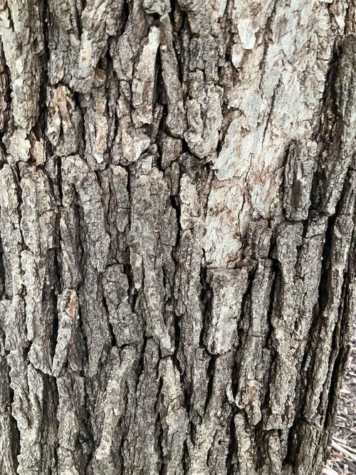 Bushes Oak bark