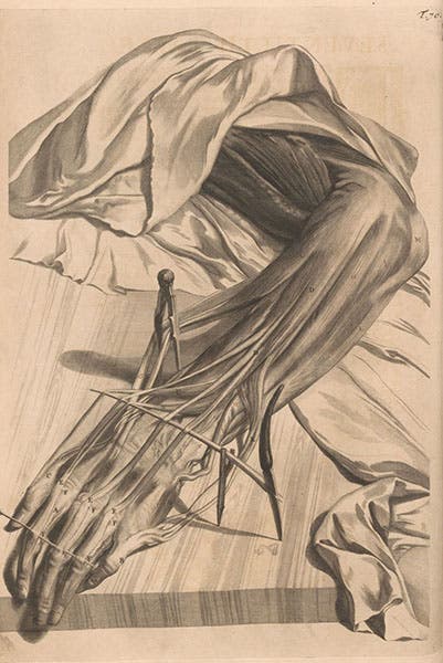 The tendons and muscles of the hand, engraving in Anatomy of Humane Bodies, by Willam Cowper, plate 70, 1698, National Library of Medicine (collections.nlm.nih.gov)