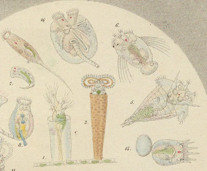 Limnias ceratophylli (2) and Lepadella ovalis (8), two genera of rotifers, detail of “Drop IV”, hand-colored lithograph by “Achilles,” in Drops of Water, by Agnes Catlow, 1851 (Linda Hall Library)