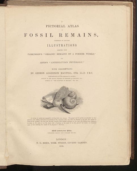 Title page, A Pictorial Atlas of Fossil Remains, by Gideon Mantell, plate 31, 1850 (Linda Hall Library)