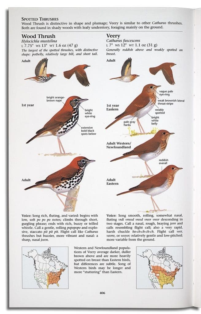David Sibley’s first edition field guide included only two birds per page. The added room allowed him to depict more plumages and poses of individual species, including birds in flight with wings raised and lowered. David Allen Sibley, The Sibley Guide to Birds, Alfred A. Knopt: New York, 2000 View Source.