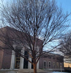 Lacebark Elm winter