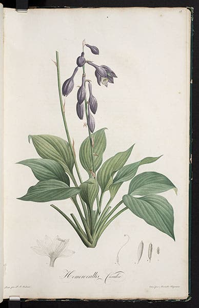Hosta ventricosa, from Ventenat, Jardin de la Malmaison, 1803-05 (Linda Hall Library)
