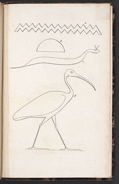 Ibis hieroglyphic, Savigny, Histoire Ibis, 1805 (Linda Hall Library)
