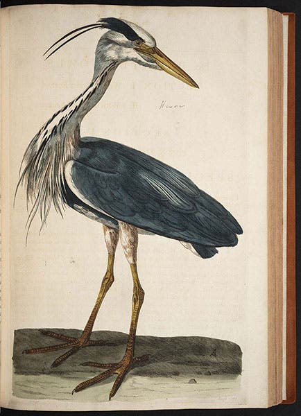 Heron, colored engraving by Peter Mazell after a drawing by Peter Paillou, in Thomas Pennant, British Zoology, 1766 (Linda Hall Library)