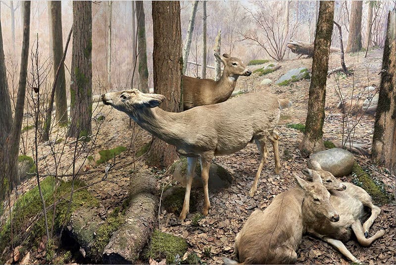 “Spring,” one of the four dioramas making up “Four Seasons of White-tailed Deer,” diorama by Carl Akeley, 1902, Field Museum of Natural History, Chicago, recent photograph (fieldmuseum.org)