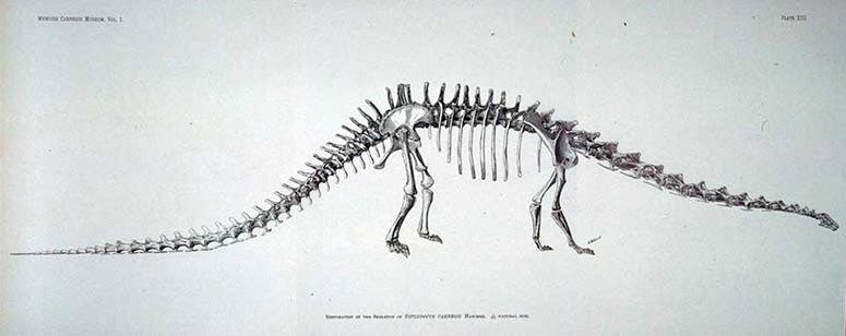 Diplodocus carnegeii, engraving of mount of specimen discovered by Jacob Wortman and his crew, Memoirs of the Carnegie Museum, vol. 1, 1901 (Linda Hall Library)