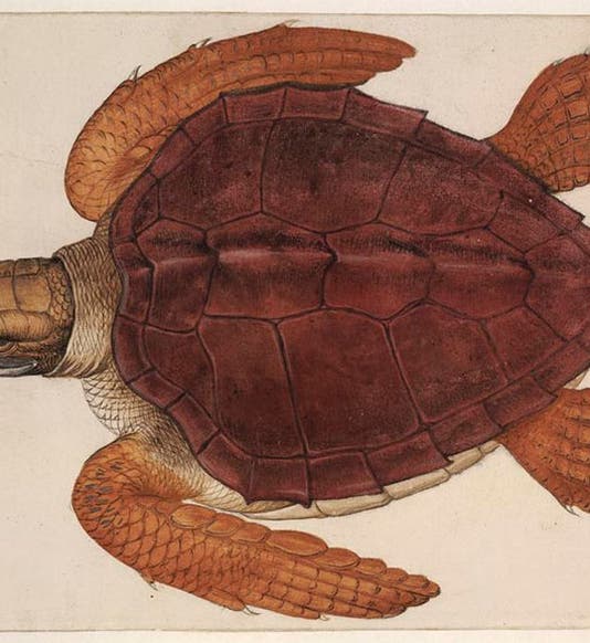 Loggerhead turtle, watercolor by John White, 1585-93, British Museum (britishmuseum.org)