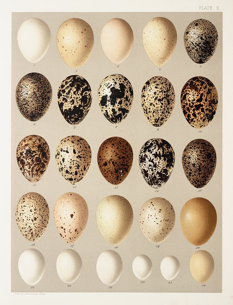 A plate of 14 species of grouse, ptarmigan, and dove eggs illustrated by John Ridgway in: Bendire, Charles. Smithsonian Contributions to Knowledge. Vol. 28. Life Histories of North American Birds with Special Reference to Their Breeding Habits and Eggs. Washington, D.C: Smithsonian Institution, 1892. View Source.
