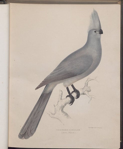 A grey go-away-bird, hand-colored lithograph by Gerald H. Ford, in Andrew Smith, Illustrations of the Zoology of South Africa, vol. 2: Aves, 1849 (Linda Hall Library)
