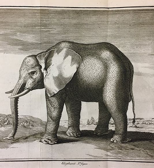 Elephant dissected by Joseph-Guichard Duverney in 1681, engraving, <i>Memoires pour servir à l'histoire naturelle des animaux</i>, 1733 (Linda Hall Library)