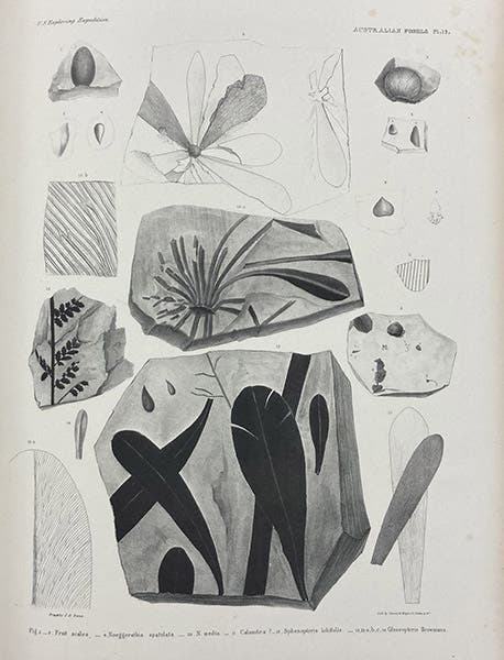 Fossils of Glossopteris browniana, Permian seed fern from Australia, lithograph, in United States Exploring Expedition, Vol. X, Geology, Atlas, by James Dwight Dana, plate 12, 1849 (Linda Hall Library)