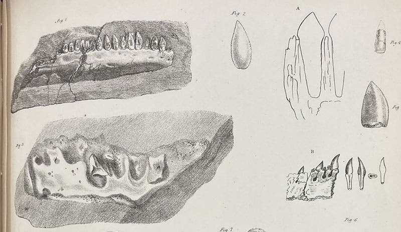 Two jaws of Thecodontosaurus and drawings of teeth, detail of a lithographed plate in “A description of various fossil remains of three distinct saurian animals, recently discovered in the Magnesian Conglomerate near Bristol," by Henry Riley and Samuel Stutchbury, Transactions of the Geological Society of London, plate 29, end of vol. 5, ser. 2, 1840. (Linda Hall Library)