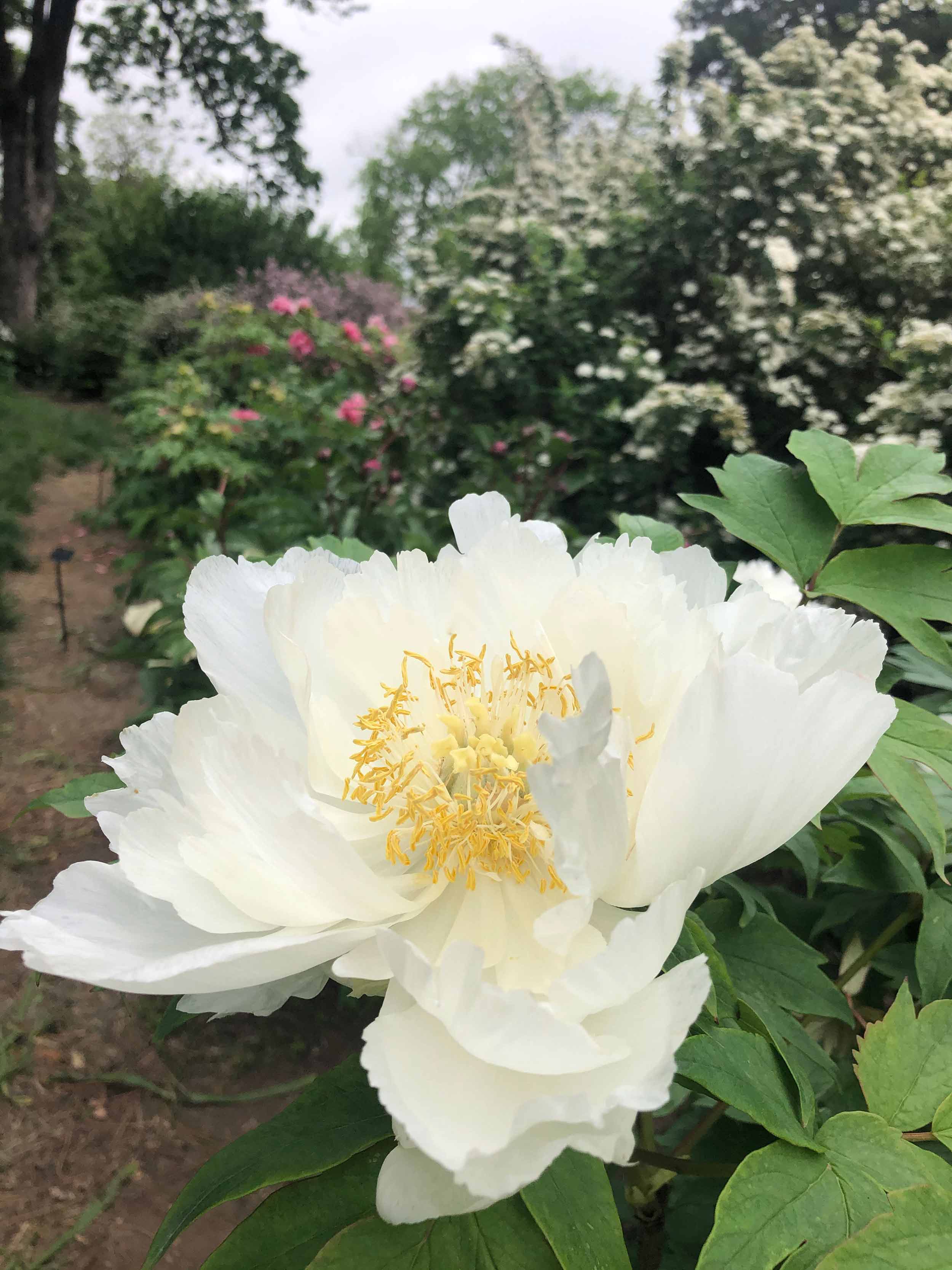 Linda Hall Library arboretum tree peony