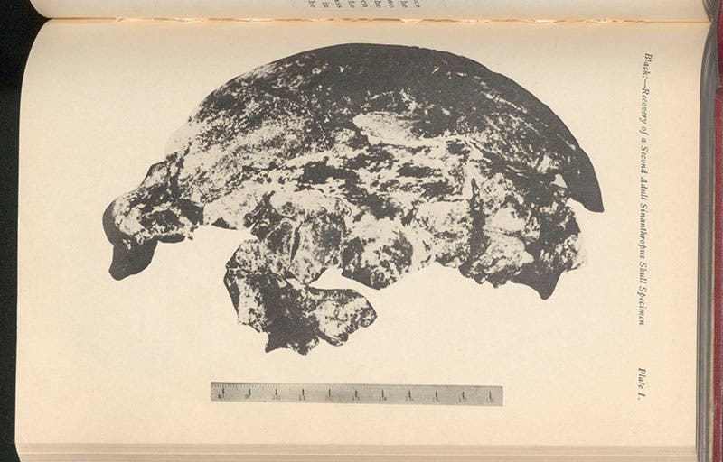 Photo of the second Peking Man (Sinanthropus) skullcap, found in fragments by Pei Wenzhong at Zhoukoudian, 1929, and reassembled, photograph published as part of an article by Davidson Black, Bulletin of the Geological Society of China, vol. 9, 1930 (Linda Hall Library)